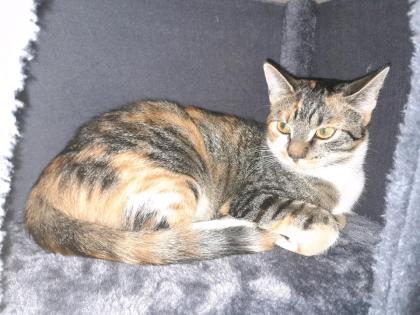 Katzen abzugeben