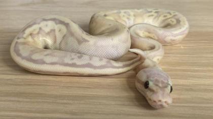 Bannana Super Pastell Inferno Fader 50 het Pieblad Königspython 10 male