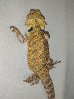 Bartagame 4 Monate alt zu liebevolles Zuhause