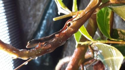 Suche Lygodactylus Williamsi 0. 1