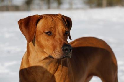 Rhodesian Ridgeback Welpen Mai 2023 vom Züchter