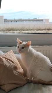 Kater sucht zu Hause kostenlose Übergabe