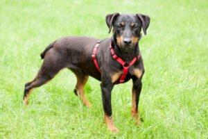 CHAPI - männlich 4 Jahre 47 cm 18. 7 kg Terrier-Mix Gechipt Kastriert