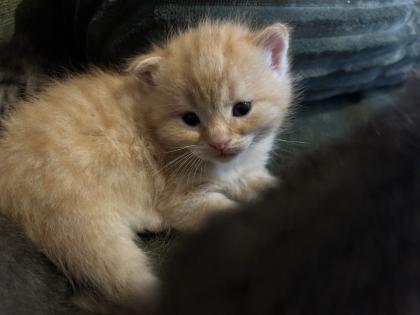 Kitten Britisch Kurzhr Mix