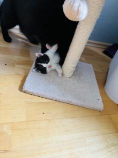 Bkh kitten reinrassig