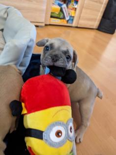 Französische Bulldogge Welpen mit Ahnentafel