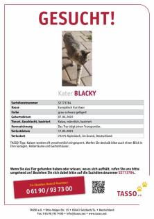 Kater Blacky vermisst