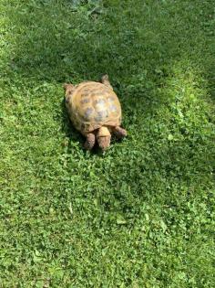 Landschildkröte w 35 Jahre Russisch Horsfildi Vierzehen in liebevolle Hände