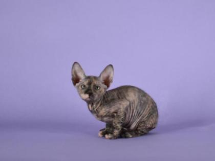 Reinrassige Sphynx Kitten Don