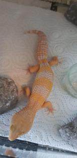 Leopardgeckos verschiedene Morphen