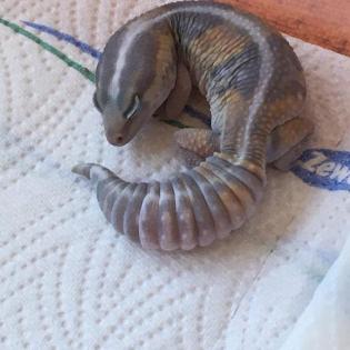Afrikanischer Fettschwanzgecko