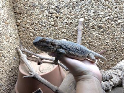 Bartagame Weibchen- 5 Jahre - Jessie inkl Terra