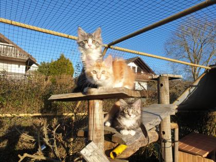 Prächtige Maine Coon Kitten