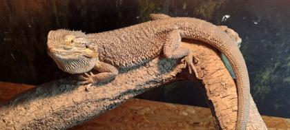 Bartagame mit Terrarium