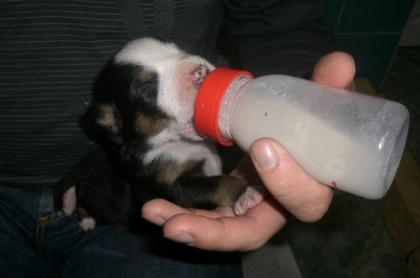 Grosser Schweizer Sennehund