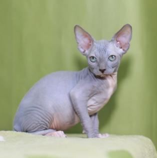 Sphynx katzen