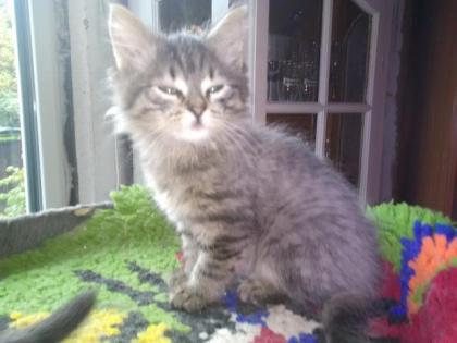 2 bezaubernde Main-Coon Mix Mädel sitzen auf gepacktem Koffer