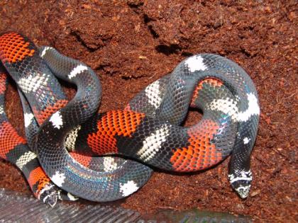 Bunte Hakennasennatter Lystrophis pulcher
