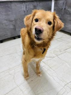 Barnaby ist ein wirklich toller, liebevoller und verträglicher Hund