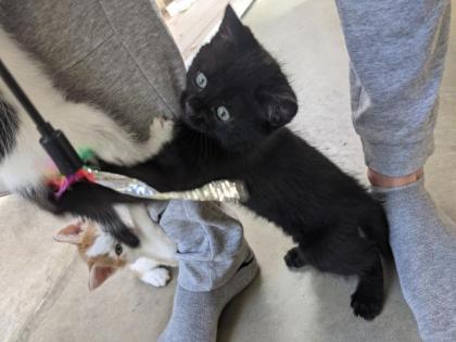 Selkirk Rex Mix Kitten