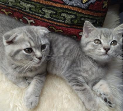 2 wunderschöne Kitten zu verkaufen