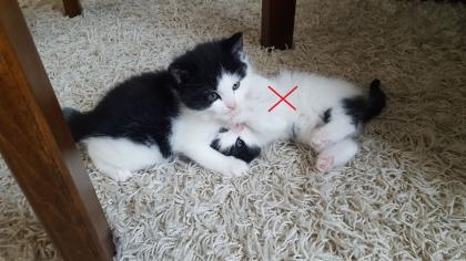 Maine-Coon/Perser/ Hauskatze