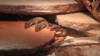 5 Jungtiere von Varanus Acanthurus abzugeben.