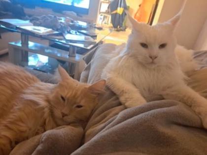 Maine Coon Katzen