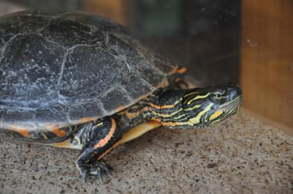 Schildkröte Chrysemys picta dorsalis inklusive Zubehör
