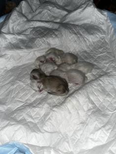 BLH Kitten ab der 12 Woche