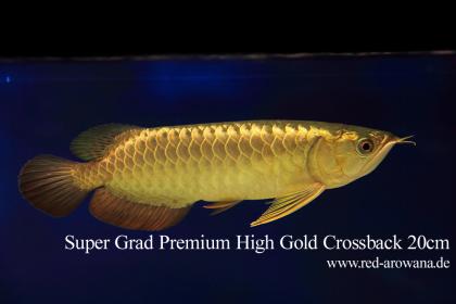 Asiatische Arowanas Drachenfische