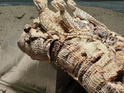 Zwergbartagamen Pogona Henrylawsoni