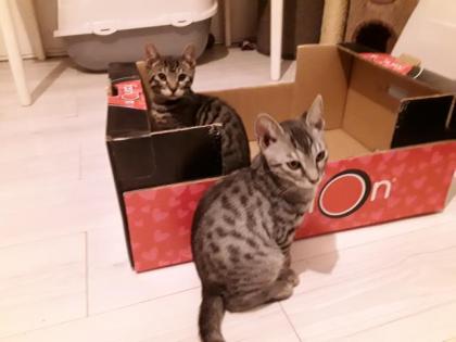 Süsse Bengal Britisch Kurzhaar Kitten