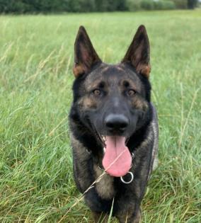 Dringend Schäferhund Rüde Hasko sucht erfahrenes Zuhause