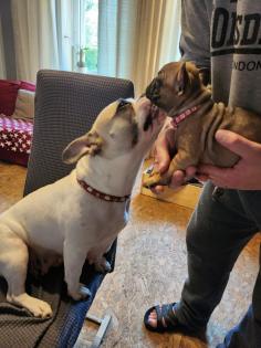 Französische Bulldoggen Baby, s
