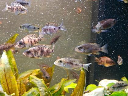 Malawi Buntbarsche Barsche Aquarium Fische Nachzuchten Jungtiere