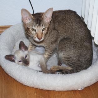 2 wunderschöne Orientalkatzen gemeinsam abzugeben