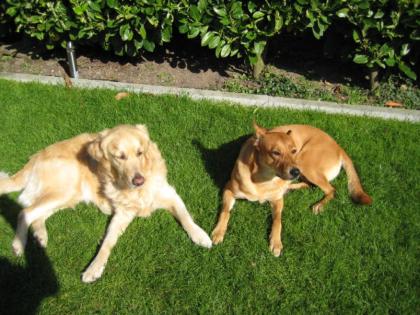 Private Hundebetreuung mit Familienanschluss und Spielgefährten