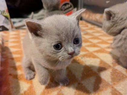 Wir bieten liebevolle, gut erzogene, reinrassige Britisch-Kurzhaar-Kitten zu erschwinglichen Prei