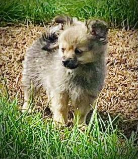 Pomchi R de