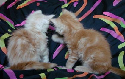 2 typvolle Maine Coon Katerchen suchen Kuschelzuhause