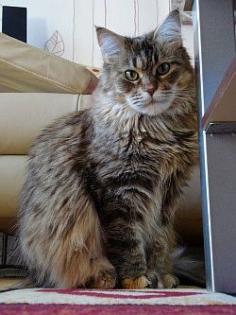 Maine Coon Kastratin sucht .