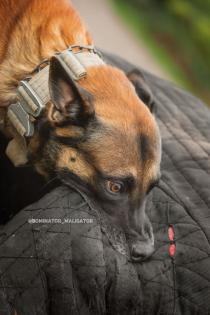 Malinois Welpen mit Ahnentafel