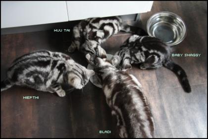 BKH silber tabby Kinder