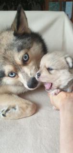 Unsere pomsky Welpen sind geboren
