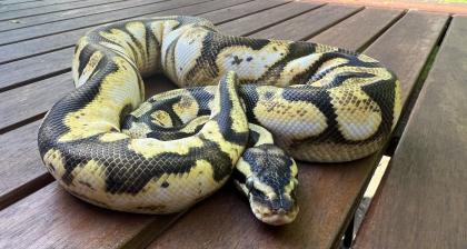 0. 1 Pastel Enchi Calico