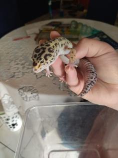 Leopard - Gecko männlich