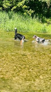 Aussiedor Australian Shepherd x Labrador Hündin
