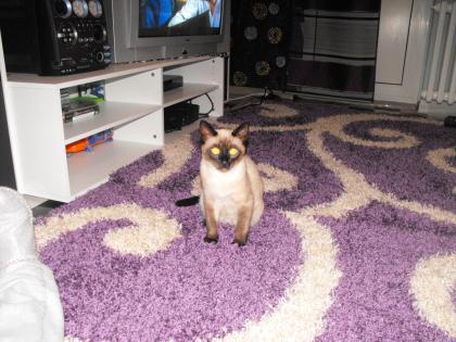 Wunderschöner Deckkater bereit für neue Bekanntschaften Siam
