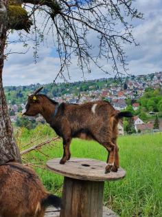 Zwergziege Zwergziegen